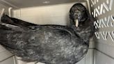 'Too drunk to fly': Intoxicated vultures rescued in Connecticut, fed food for hangover