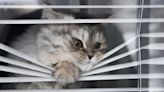 Ridiculous Neighbor Upset Over 'Cats Looking Out the Window' Sparks Outrage