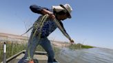 Where Colorado River no longer meets the sea, a pulse of water brings new life