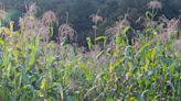 These suburban Boston corn mazes will challenge your navigation skills