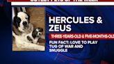 Cutest pets of the week: Hercules and Zeus