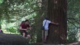 Prohibido abrazar en el bosque de Secuoyas de Cantabria: sus árboles se desgastan poco a poco por este cariñoso gesto