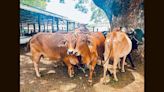 Agricultural College now a data centre for ‘Sahiwal’ breed of cow