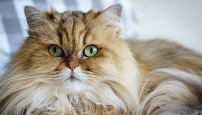 32 quietest cat breeds