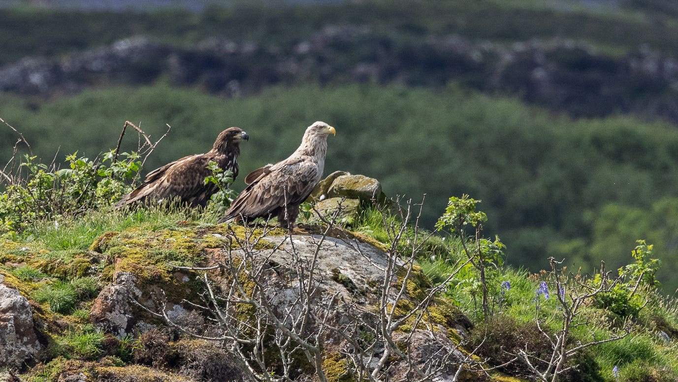 White-tailed eagle pair still tending to injured chick in its second year – RSPB