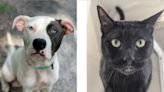 Jacksonville Humane Society Partners with Local Businesses to Offer Free Adoptions