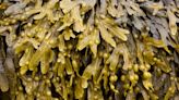 Festival of Seaweed highlights natural packaging alternative
