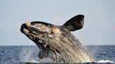 Scientists discover the anatomy behind the songs of baleen whales