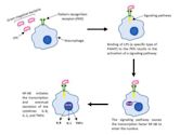 Immune response