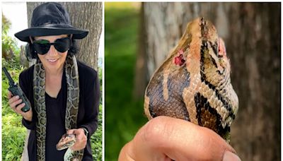 She wrapped an 8-foot python around her bike’s handlebars, so ‘it can’t wrap around me.’ The wild tale of how she saved a gator from a snake.