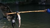 Cormorant fishing has been a tradition for over 1,300 years. Climate change might spell its end.