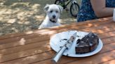 ¿Por qué los perros no pueden comer chocolate?