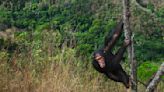 Human elbows and shoulders evolved as 'brakes' for climbing ape ancestors