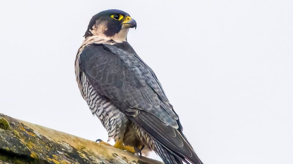 Winchester Cathedral's resident peregrine Mel eats eggs