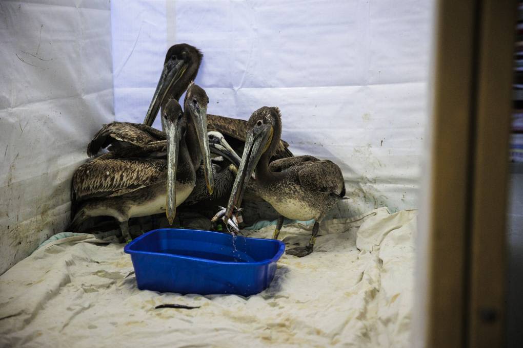 Sick Brown Pelicans Are Turning Up Along the Coast — and We Don't Know Why | KQED