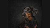 A portrait of a Miniature Dachshund takes top spot in dog photography competition