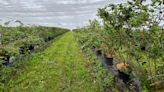 Buy locally grown blueberries over imports - farmer