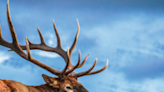 'Be aware of your surroundings:' Elk calving season has begun in Yellowstone