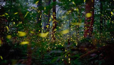 Synchronous fireflies lottery for Great Smoky Mountains National Park is set. What to know