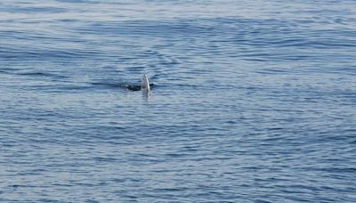 Possible great white shark sighting miles off Atlantic City