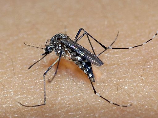 Sobe para 63 número de mortes por dengue na Bahia; Salvador saiu da lista de cidades em epidemia