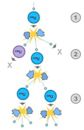 Nuclear chain reaction