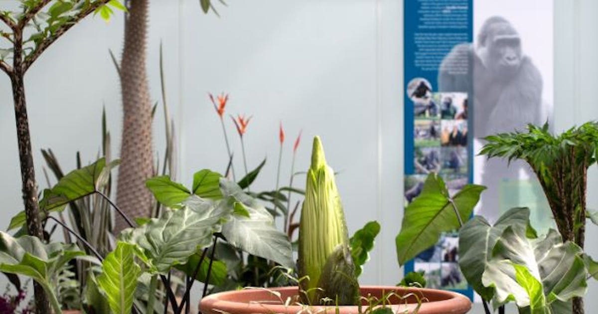 Phew and far between: Como Conservatory's smelly corpse flower poised for rare bloom