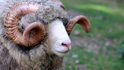 Sheep breeders sought to help map maedi visna resistance - Farmers Weekly