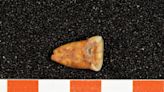 Ancient Teeth Reveal Surprising Dietary Choices in Early Humans