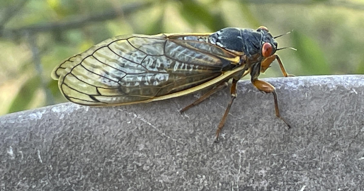 When cicadas will emerge in Illinois and how long they'll live above ground for 2024