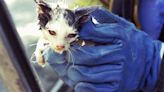 This day in history: Firefighters rescue kitten from storm drain in White Plains