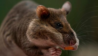 Singapore’s war on rats goes futuristic: Thermal cameras and AI to the rescue!