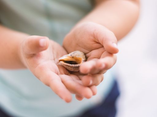 Kinder sammelten Muscheln am Strand: Mutter zu riesiger Strafzahlung verdonnert