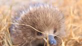 Australian Fisherman's Rescue of Baby Echidna Is a Reminder to Be Kind