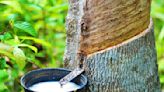 Yulex to Share Profits with Smallholder Natural Rubber Farmers