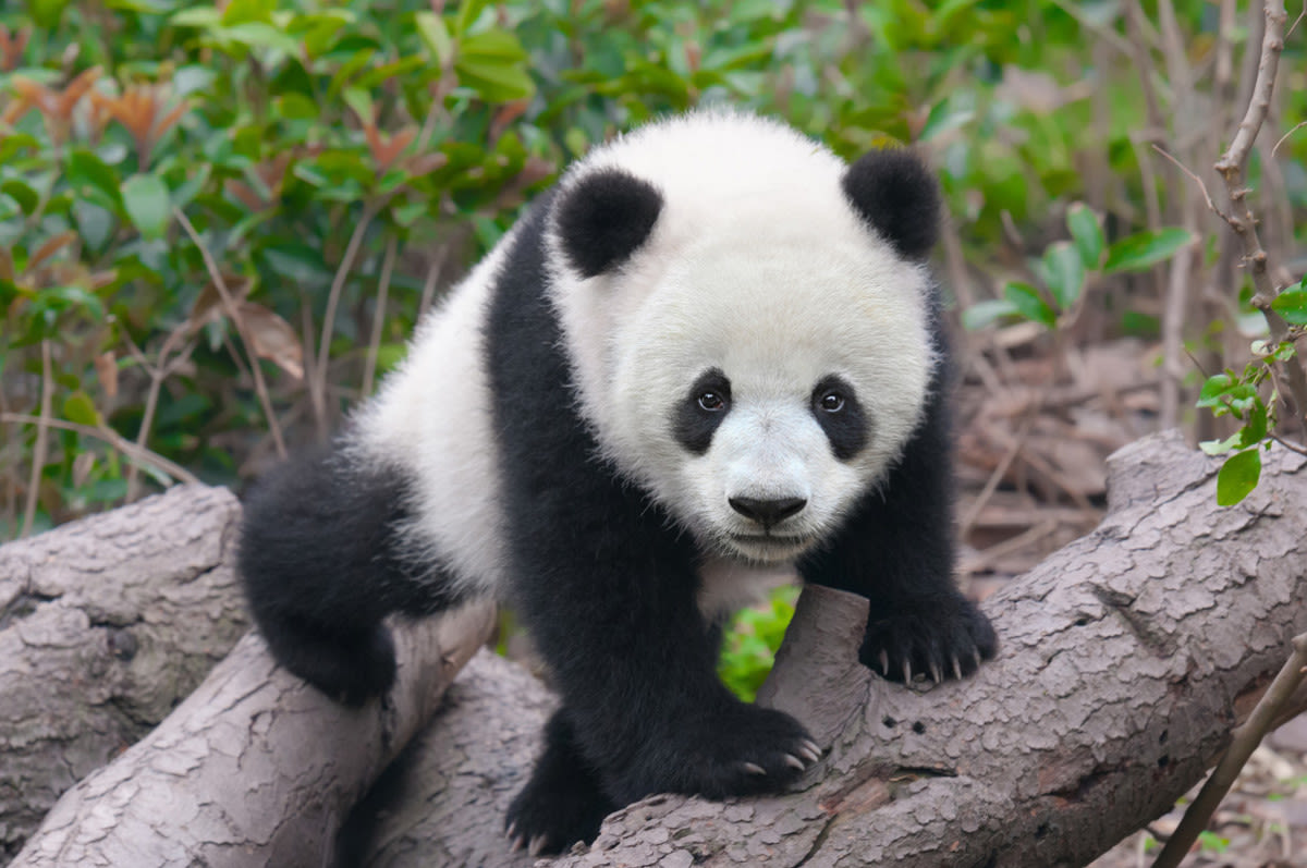 Good Morning America Gets Inside Peek at What It’s Like Raising Panda Cubs in China