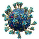 Coronavirus spike protein