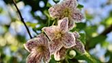 10 things you need to know about clematis, the queen of climbers