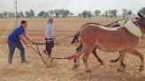 Arar con mulas, una tradición que aún tiene vida