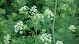 Public Service Announcement: Poison Hemlock is in bloom!