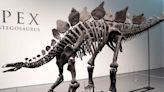 Billionaire Buys Largest Stegosaurus Skeleton Ever for $44 Million