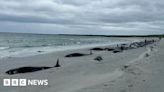 Burial operation for pod of 77 whales in Sanday under way