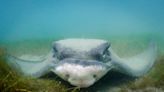 Venomous stingrays are swimming off California coast. Here’s how to avoid getting stung