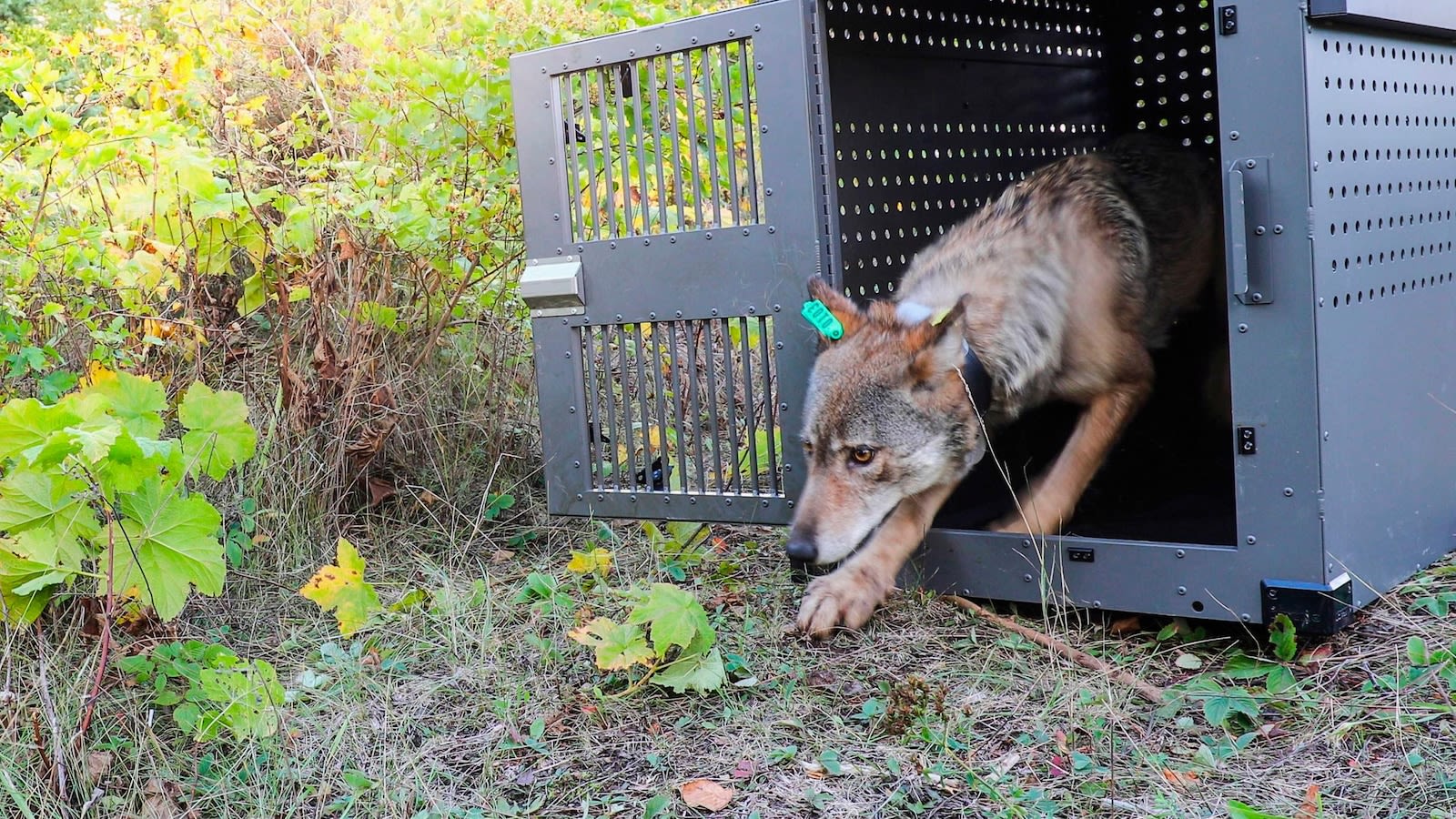 Remote Lake Superior island wolf numbers are stable but moose population declining, researchers say