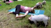 Three little piggies at a yoga class = maximum happiness