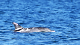 Meet Speckles, 1 of only 6 dolphins photographed with a rare skin condition