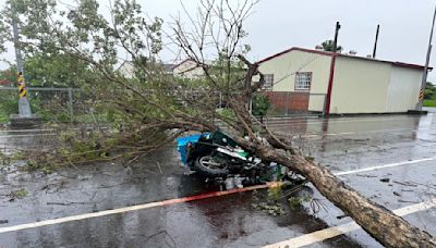 彰化連日雨勢不斷…芬園鄉路樹疑因豪雨倒落 壓死路過郵差