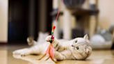 10 of the Most Playful Cat Breeds for Active Families