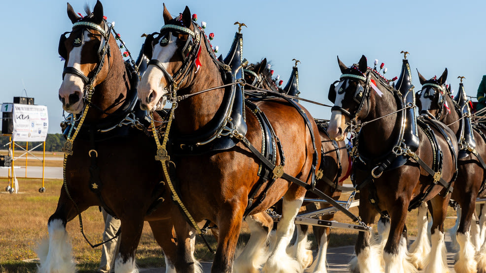 Iconic Budweiser Clydesdales set to trot at Nashville Zoo with Folds of Honor