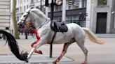 London horses – live: Health update issued on return of Household Cavalry horses as Quaker ‘not looking good’